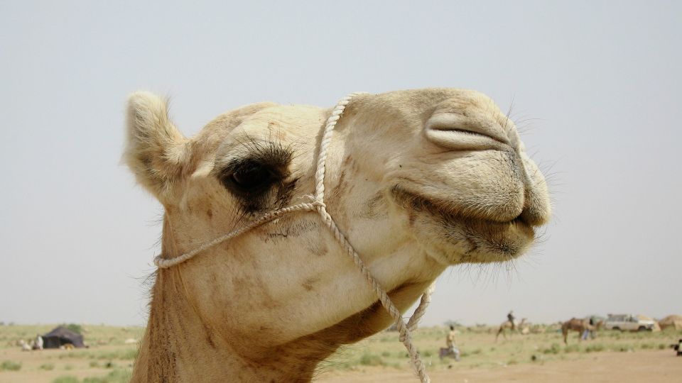 Kamel in Niger